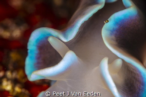 Free ride

Ornate amphipod on a frilled nudibranch by Peet J Van Eeden 